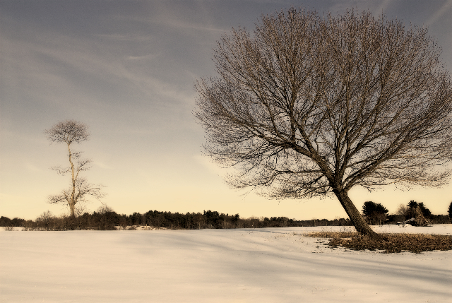 Two Trees in Winter - 2